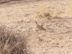 Pterocles lichtensteinii