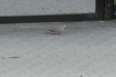 Streptopelia decaocto