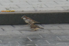 Passer domesticus