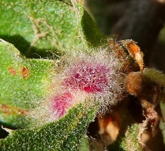 Andricus crystallinus