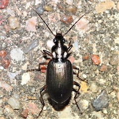 Agonum texanum