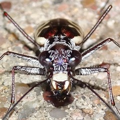 Ellipsoptera sperata