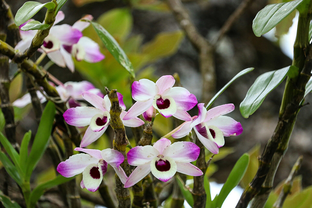 Dendrobium nobile