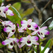 Dendrobium nobile - Photo (c) Phuentsho, some rights reserved (CC BY-NC-SA), uploaded by Phuentsho