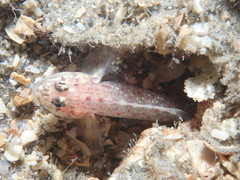 Coryphopterus dicrus