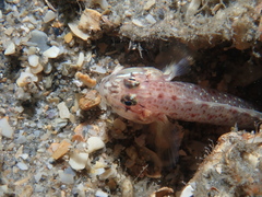 Coryphopterus dicrus