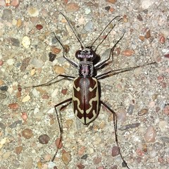 Ellipsoptera sperata