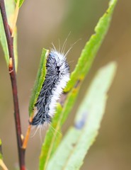 Acronicta impressa