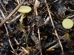 Lanzia luteovirescens