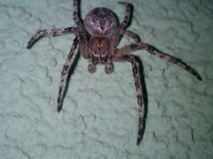 Larinioides ixobolus