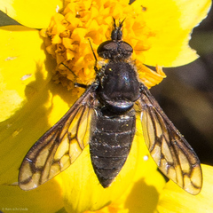 Conophorus fenestratus