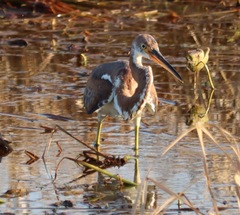 Egretta tricolor image