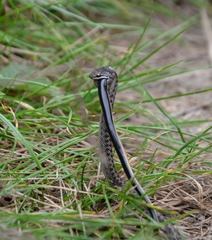 Smooth Snake