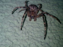 Larinioides ixobolus