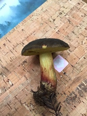 Xerocomellus atropurpureus