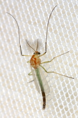 Cryptochironomus