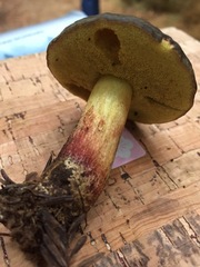 Xerocomellus atropurpureus