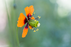 Papaver heterophyllum