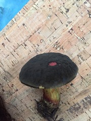 Xerocomellus atropurpureus