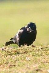 Molothrus bonariensis