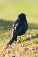 Molothrus bonariensis