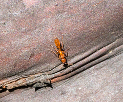 Pseudomyrmex apache