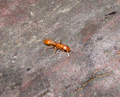 Pseudomyrmex apache