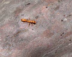 Pseudomyrmex apache