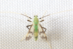 Stenochironomus hilaris
