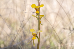 Diuris chrysantha