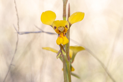 Diuris chrysantha