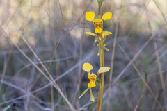 Diuris chrysantha