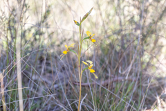 Diuris chrysantha