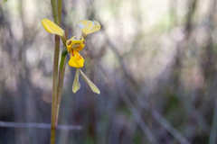 Diuris chrysantha