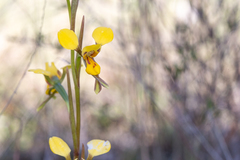 Diuris chrysantha