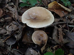 Lactarius mucidus