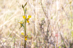Diuris chrysantha