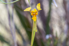 Diuris chrysantha