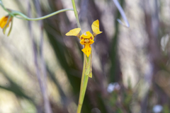 Diuris chrysantha