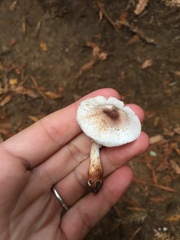 Lepiota flammeotincta