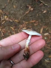 Lepiota flammeotincta