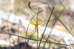 Diuris chrysantha