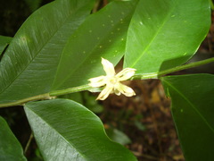 Dicranolepis thomensis