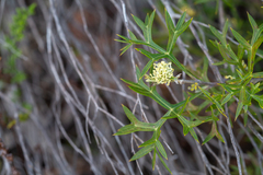 Grevillea triternata