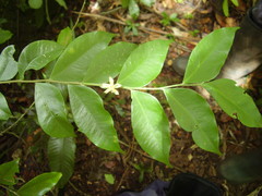 Dicranolepis thomensis