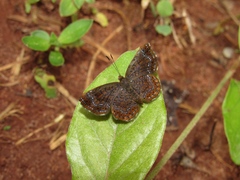 Calephelis braziliensis