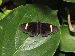 Melanis marathon charon