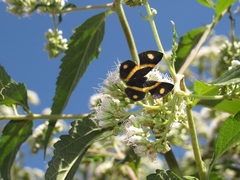 Parcella amarynthina