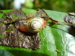 Apothapsia thomensis