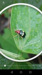 Gynandrobrotica lepida